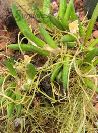 Image result for Psydrax richardsiae