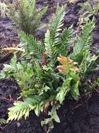 Image result for Blechnum attenuatum