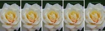 Maybe you would like to learn more about one of these? Rezension Als Unsere Herzen Fliegen Lernten Von Iona Grey