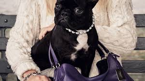 Koji (little one) is a male dog of breed french bulldog (born january 14, 2015). How Lady Gaga Is Coping With Her Dogs Kidnapping And Dog Walker Being Shot Entertainment Tonight