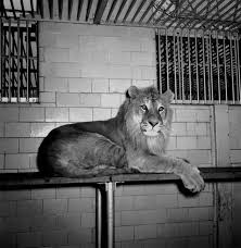 Image result for images bronx zoo cages 50s