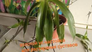 как приготовить настойку из золотого уса для лечения суставов Zolotoj Us Kak Prigotovit Celebnuyu Nastojku Ot Sustavnoj Boli Youtube