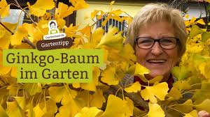 Neugestaltung von einer innenliegenden hofanlage mit historischen baustoffen. Ginkgo Baum Im Garten Farbenexplosion Im Herbst Ginkgo Portrait Youtube
