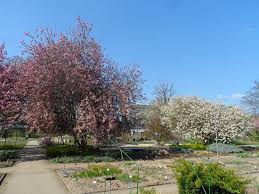 Botanischer garten mainz, auch dalla recensione : Botanischer Garten Mainz Kirschen Am Bluhen Picture Of Botanischer Garten Mainz Tripadvisor
