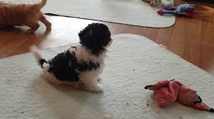 We provide early neurological stimulation, child and sound socialized, so your havanese puppy will have the best start. Available Puppies Riverhill Havanese
