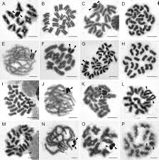 Get in touch with #camillina (@camillaaaj) — 10892 answers, 12083 likes. Cytogenetics Of Entelegyne Spiders Arachnida Araneae From Southern Africa