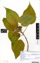 Image result for Dombeya torrida