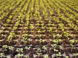 How to plant pot seeds. How To Choose Cannabis Seeds For Healthy Plants Cannacon