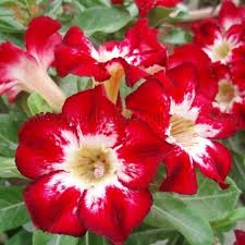 Check spelling or type a new query. Red Pink White Blooming Adenium Obesum Of Outdoor Indoor Natural Decorative Ornamental Plants Buy Red Flowers Adenium Obesum Indoor Bonsai Plants Small Medium Big Size Pink Adenium Obesum Natural Plants White Flowers Adenium