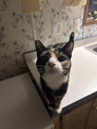 Froot Loops Cereal, Natural Fruit Flavors, Jumbo Snax - Super 1 Foods