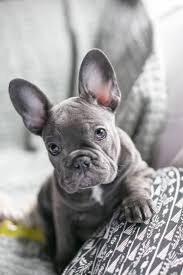 French bulldog puppy for sale in bridgewater, nj, usa. Blue French Bulldog Breed Info 5 Must Know Facts Perfect Dog Breeds