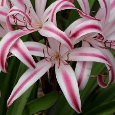 Image result for Crinum walteri
