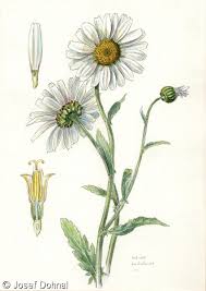 Image result for foto Kopretina