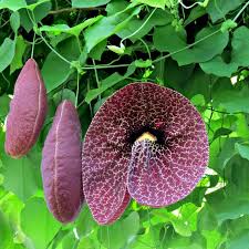 Image result for Aristolochia albida