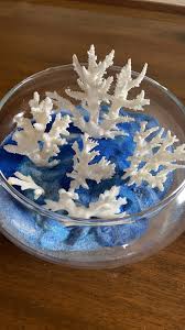 拾っ た サンゴ インテリア