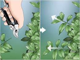 Maybe you would like to learn more about one of these? How To Prune A Gardenia Bush 13 Steps With Pictures Wikihow