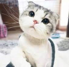 Finding Neverland Cute Animals Cute Cats Pretty Cats