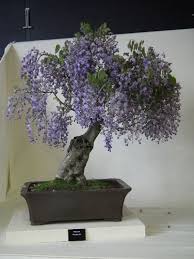 Check spelling or type a new query. Paulownia Tomentosa Blue Royal Empress Bonsai Tree Rare Etsy Bonsai Tree Bonsai Ornamental Trees