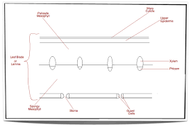 Cell membrane diagram (ib biology sl). Ib Biology Notes 9 1 Plant Structure And Growth