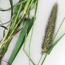 Image result for Cenchrus polystachios