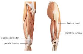 Muscles, either individually or in groups, are supported by fascia. Leg Knee Anatomy