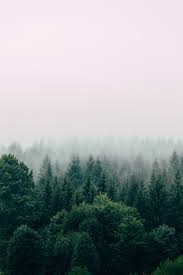 Image result for trees