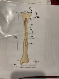 Terms in this set (12). Longitudinal Section Of A Long Bone Diagram Quizlet