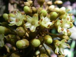 Image result for Englerophytum rwandense