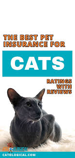Dec 23, 2020 · comprehensive pet health insurance costs around $25 per month for cats and $45 a month for dogs, adding up to a few hundred dollars per year. When Choosing Pet Insurance There Are Several Aspects To Consider That May Not Have Been Apparent At Fi Pet Insurance Reviews Best Pet Insurance Cat Insurance