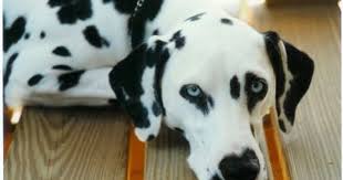 Black And White Spotted Dog With Blue Eyes Images Of Dalmatains Getting A Bath Our First Double Blue Eyed Dog Thidwick Blue Angel Is Owned By Leslie Blue Eyed Dog Dalmatian Puppy Lab Puppies