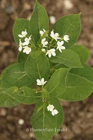 Image result for Cynanchum