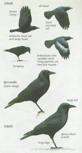 Black Bird With White Wing Tips And Tail Pin By Susan Carrell On Birds American Crow Crow Bird Drawings