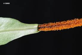 Image result for Lepisorus