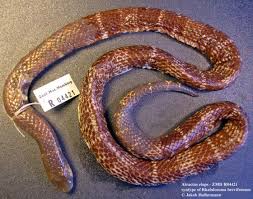 Image result for Atractus zgap