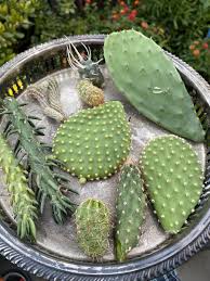Image result for cactus cuttings