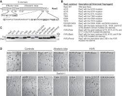 Molecular determinants of Ras-mTORC2 signaling - Journal of Biological  Chemistry