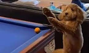Dog Helps Out Its Owner By Knocking Snooker Ball Into The Nearest Pocket With Its Paw Daily Mail Online