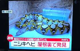 うっせぇわ ado 11歳jsと14歳jcが歌ってみたら激ウマだった 加藤礼愛 岩口和暖 オルガン坂生徒会. Nedvoou 4spm M