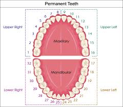 Valid Wisdom Tooth Number Dental Chart Universal Ada Tooth
