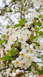 Pin By Melissa Lester On Pretty Petals Blossom Petals Plants