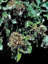 Image result for Intsia