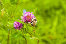 Image result for Bombus sylvarum