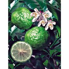Combava Bio Graines Baumaux Combava Graine Arbre Fruitier