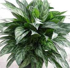 Aglaonemas Still Leafy And Easy To Grow Houseplant