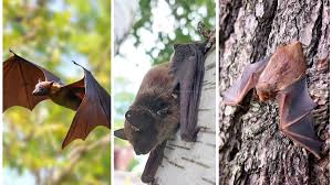 Why Bats Are Secret Pest Controllers for Your Yard - Gulab Bagh