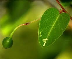 Image result for Helinus integrifolius