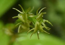 Image result for Malaxis weberbaueriana