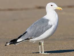 I don't know if you've ever had the chance to see a california gull in flight, but let me tell you: Birds Of Utah Native Common Backyard