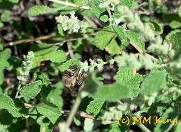 Image result for Aloysia