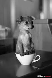 Omg How Cute Is This Shared By Http Www Veggiefocus Com Cok Sirin Hayvanlar Hayvan Bebekler Sevimli Kopek Yavrulari